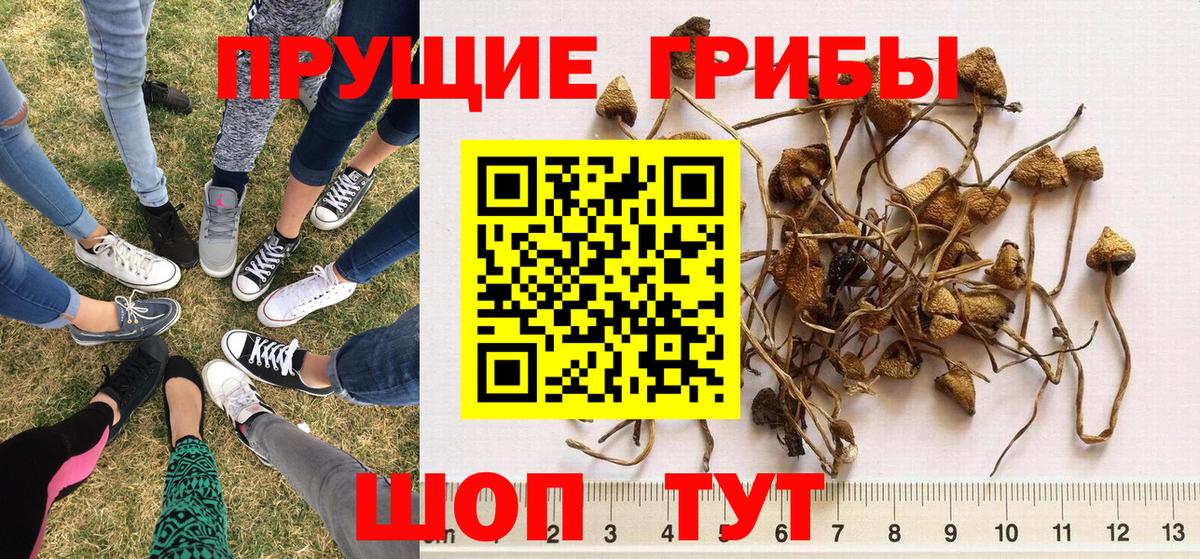 Коммунар  Псилоцибиновые грибы ЛСД  Вход с VPN 